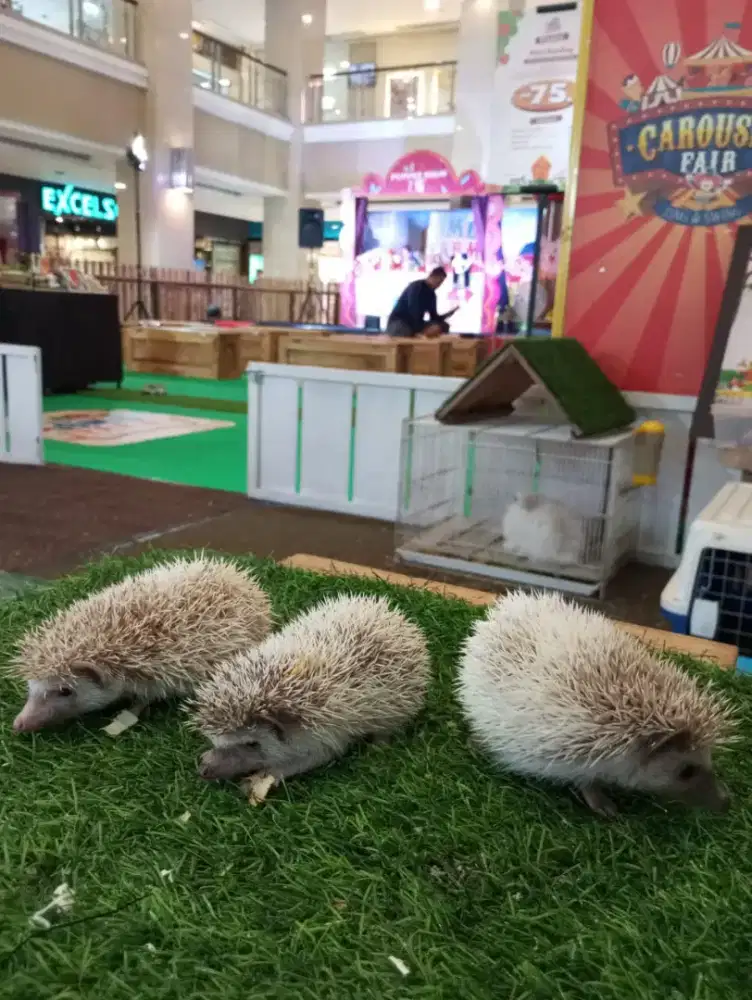 Landak Mini Jogja Baba Petstore Terbaik Terlengkap