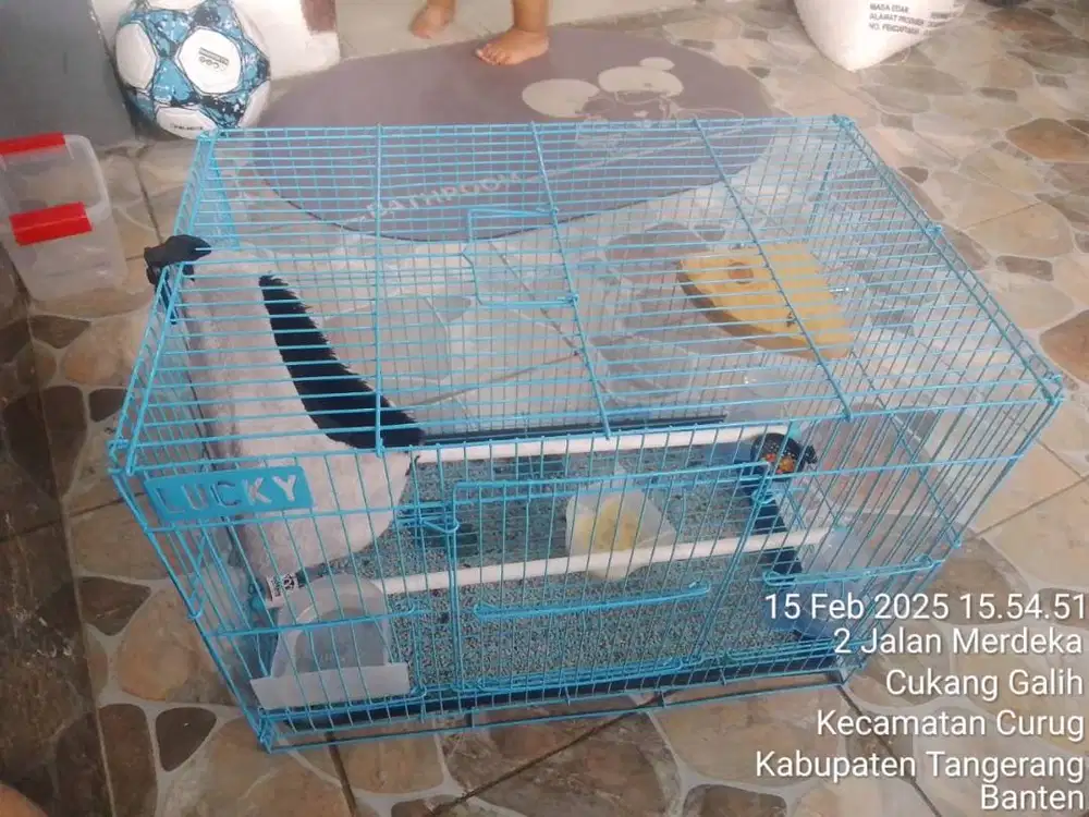 D jual sepasang sugar glider luecistik bisa nego