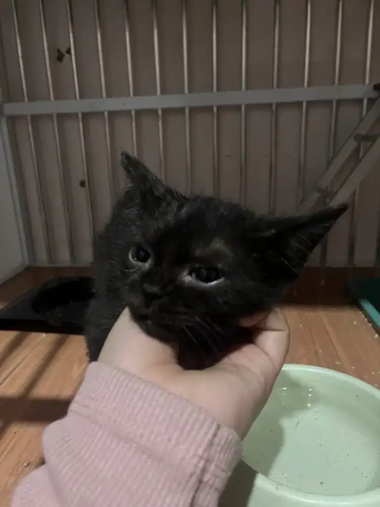 KUCING KITTEN BRITISH SHORT HAIR (BSH)