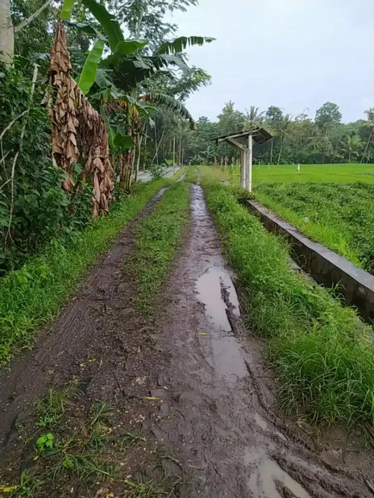 DI JUAL LAHAN SAWAH MILIK PRIBADI DI KRAJAN GAMBOR , BANYUWANGI