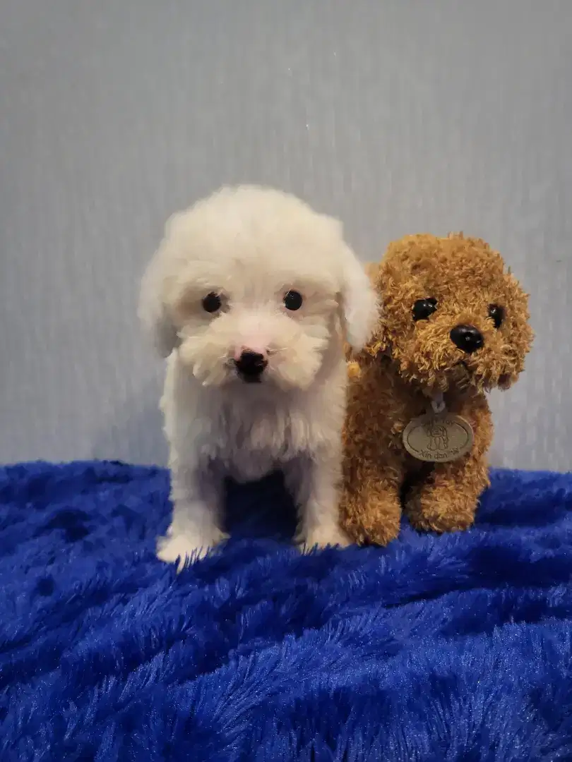 High quality TINY poodle snow white