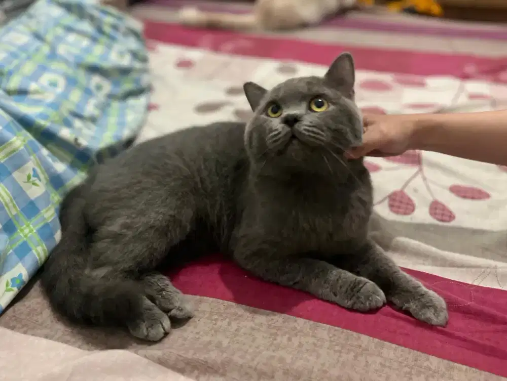 KUCING BRITISH SHORT HAIR (BSH) BLUE