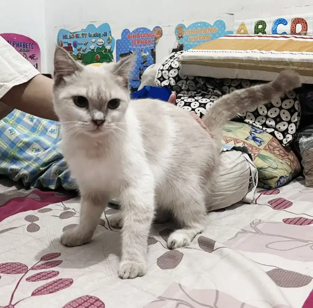 KUCING BRITISH SHORT HAIR (BSH)