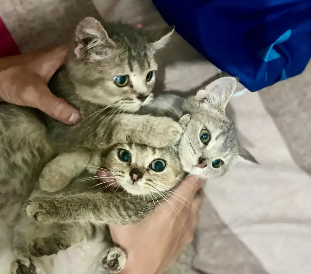 KUCING KITTEN BRITISH SHORT HAIR (BSH)