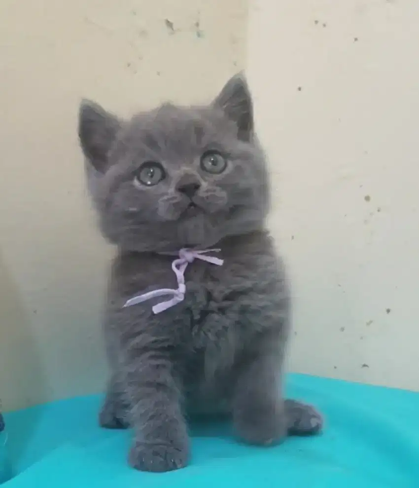 BRITISH SHORTHAIR