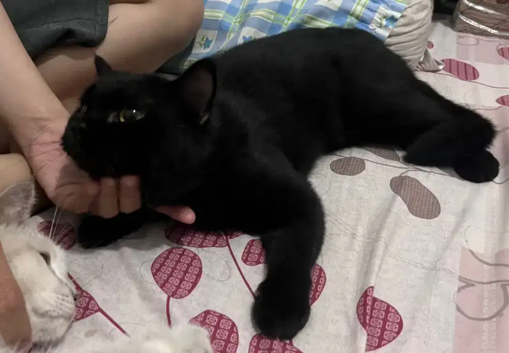 KUCING BRITISH SHORT HAIR (BSH)