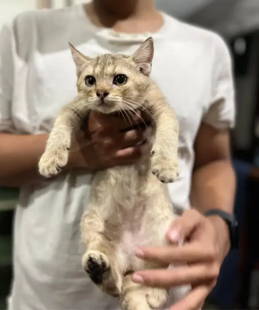 KUCING KITTEN BRITISH SHORT HAIR (BSH)