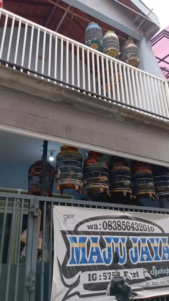 Burung perkutut bangkok