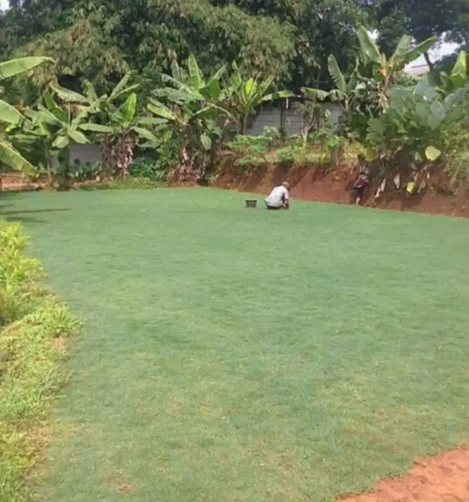 jual rumput untuk taman