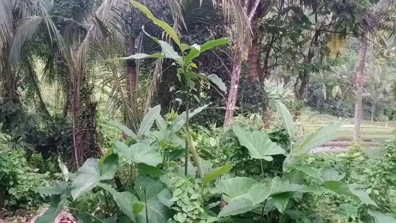 jual tanah luas 9 are harga murah view sawah di tabanan bali.