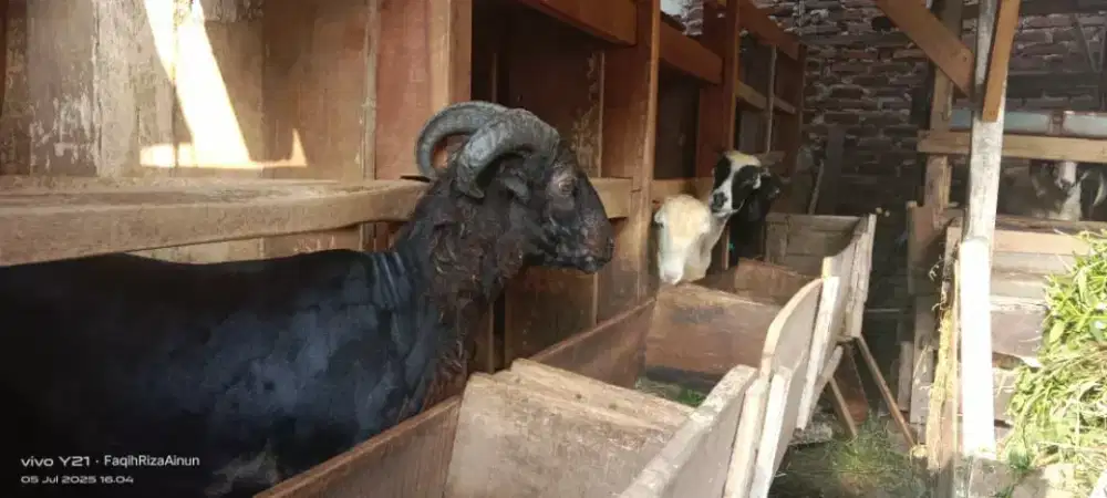 Domba Aqiqah Sore Senja