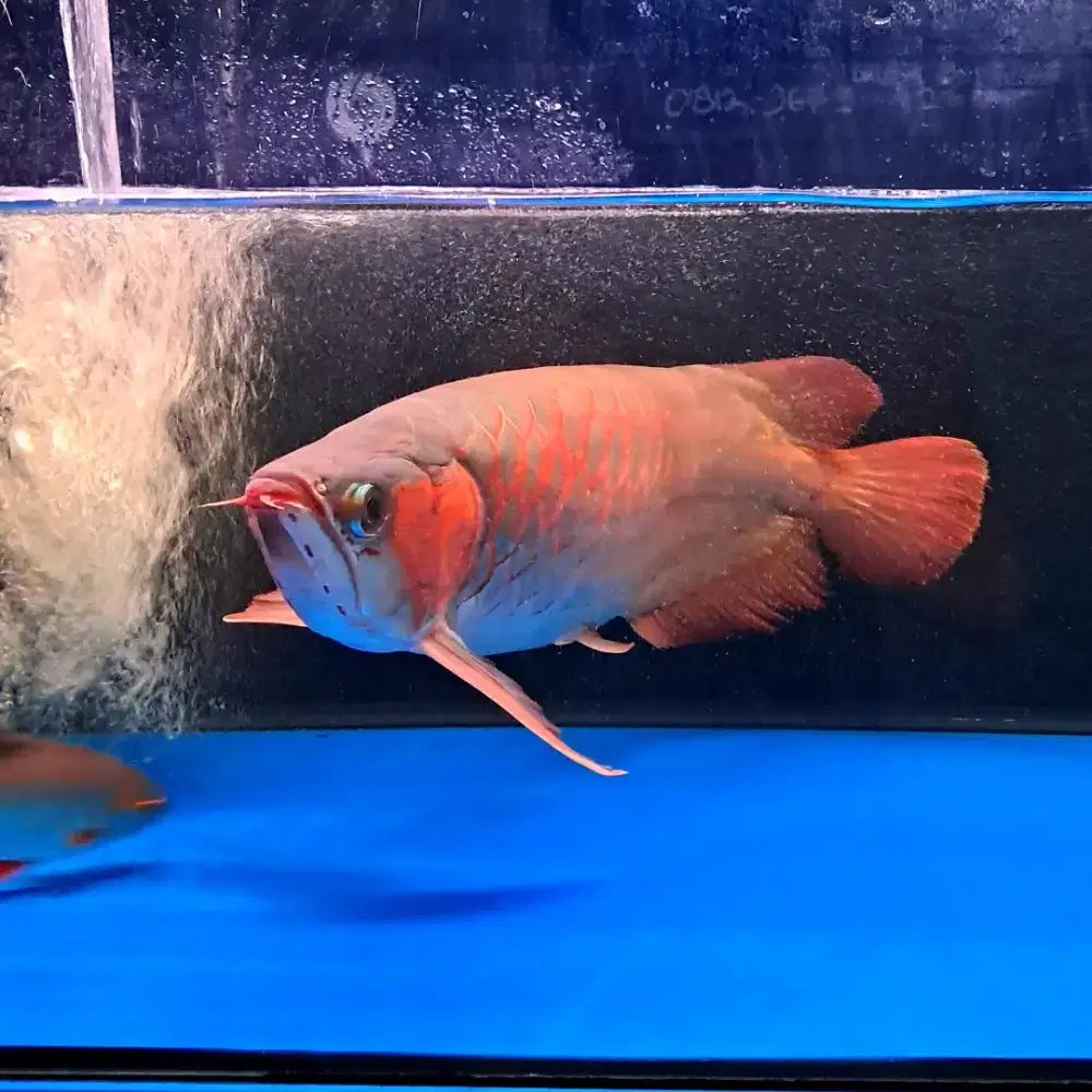 ARWANA Super Red Size +/- 60cm GARANSI 100%