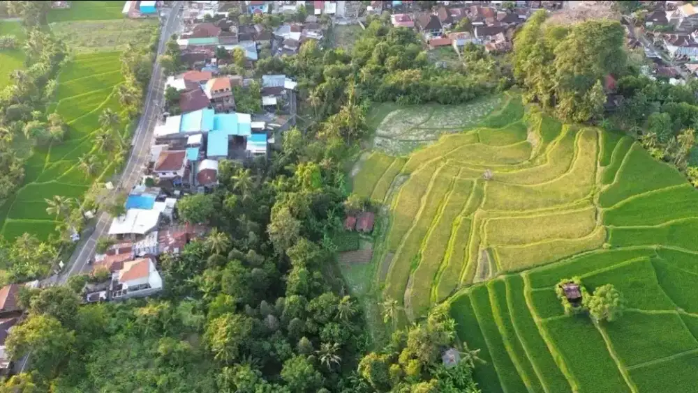 Tanah sawah dalam kota singaraja cocok kavling perumahan