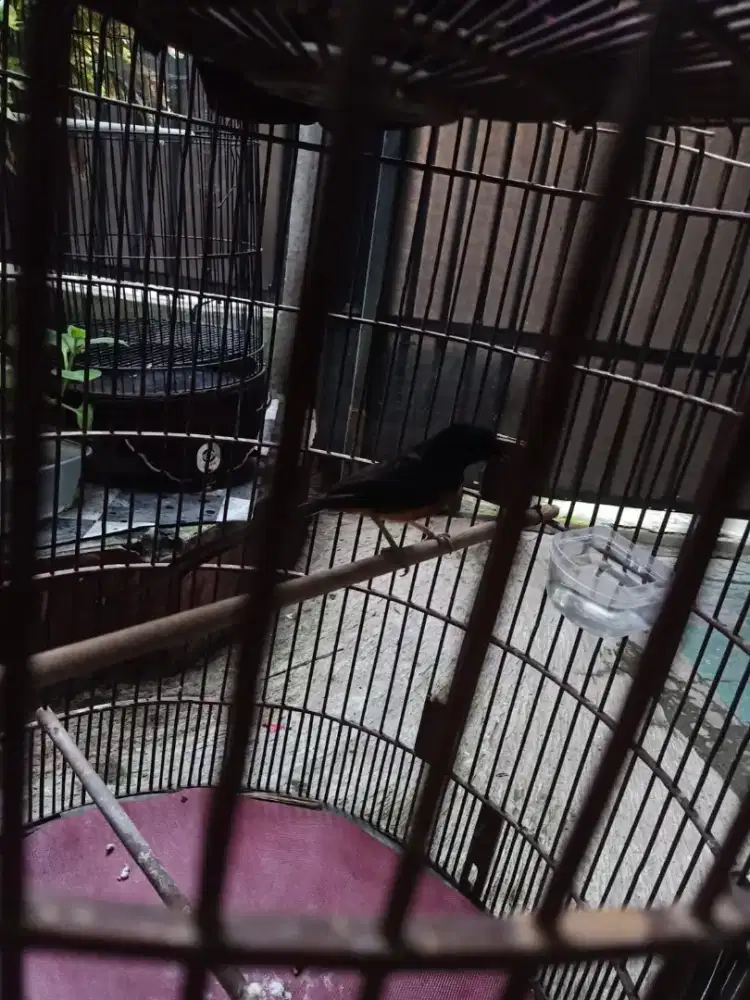 Murai Medan deker Gacor