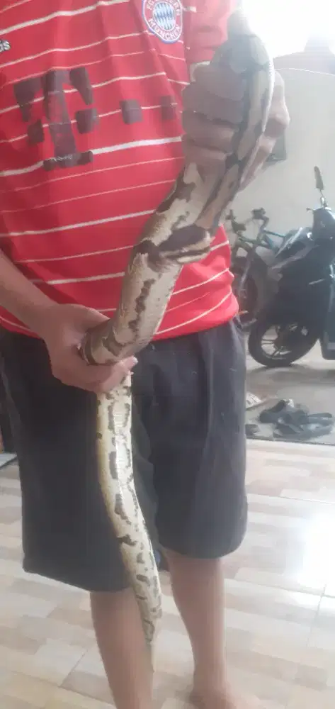 hewan peliharaan jinak