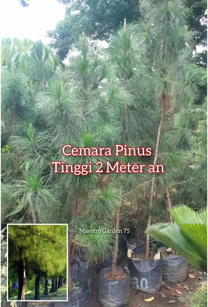 Cemara Pinus Tinggi 2 Meter an