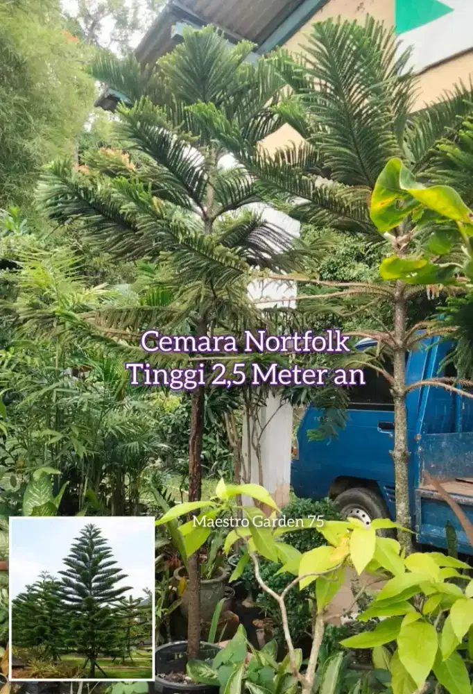 Cemara Nortfolk Tinggi 2,5 - 3 Meter