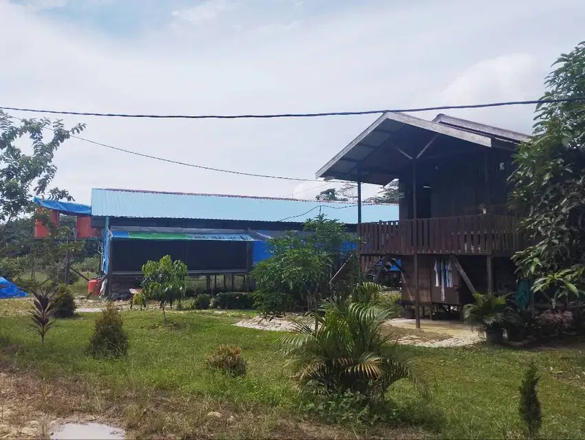 Kandang Ayam broiler Semi Closed House