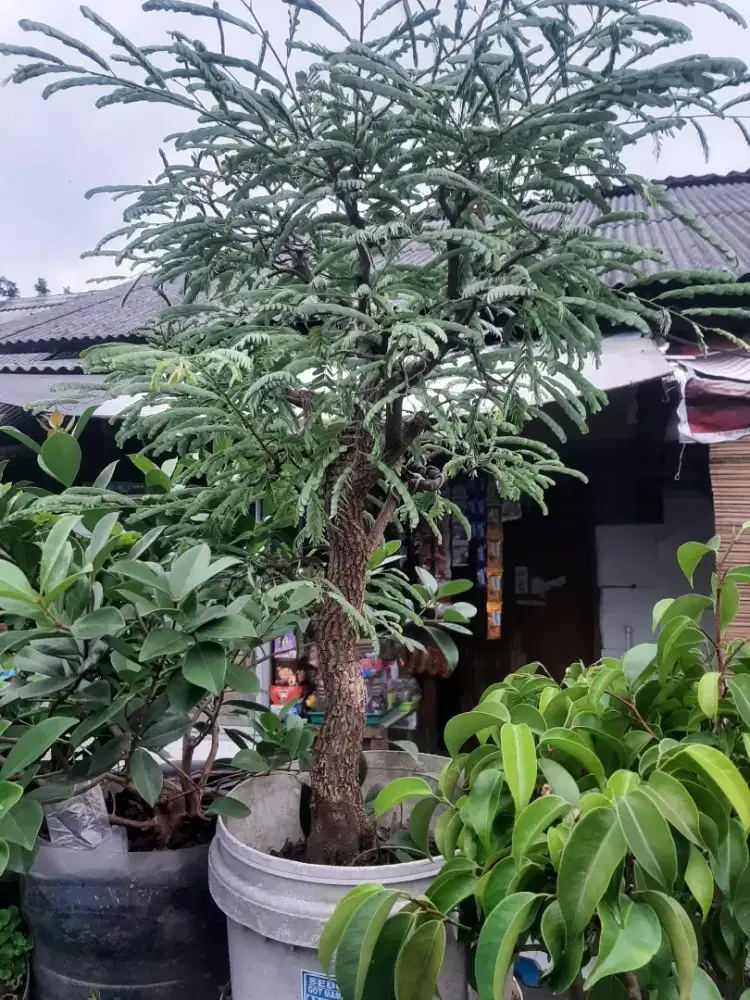 Bonsai asem jawa natural