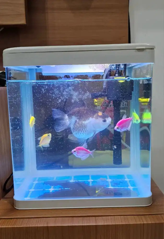 Aquarium Mini Set (minus pompa air)  + Hiasan, Batu Alam & Mesin makan