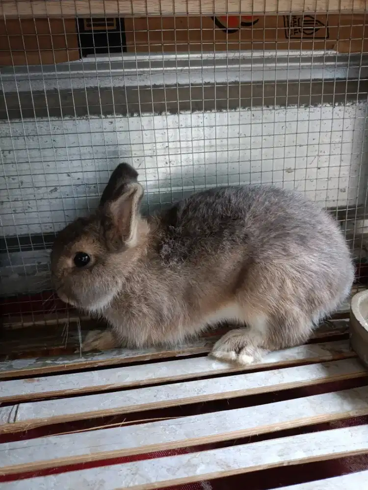 Kelinci mini nd jantan