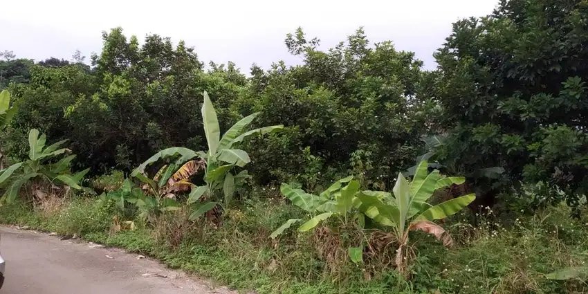 7 Menit Tol Sentul 2, Tanah Kaveling Bogor Cicilan 12x Tanpa Bunga 0%