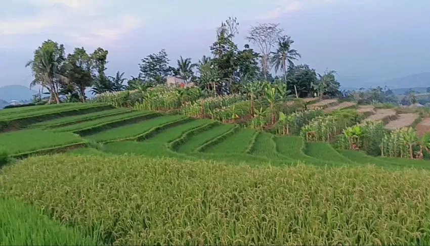 Dijual Sawah + Kebun 4731m² SHM – View Waduk di Sukaresmi