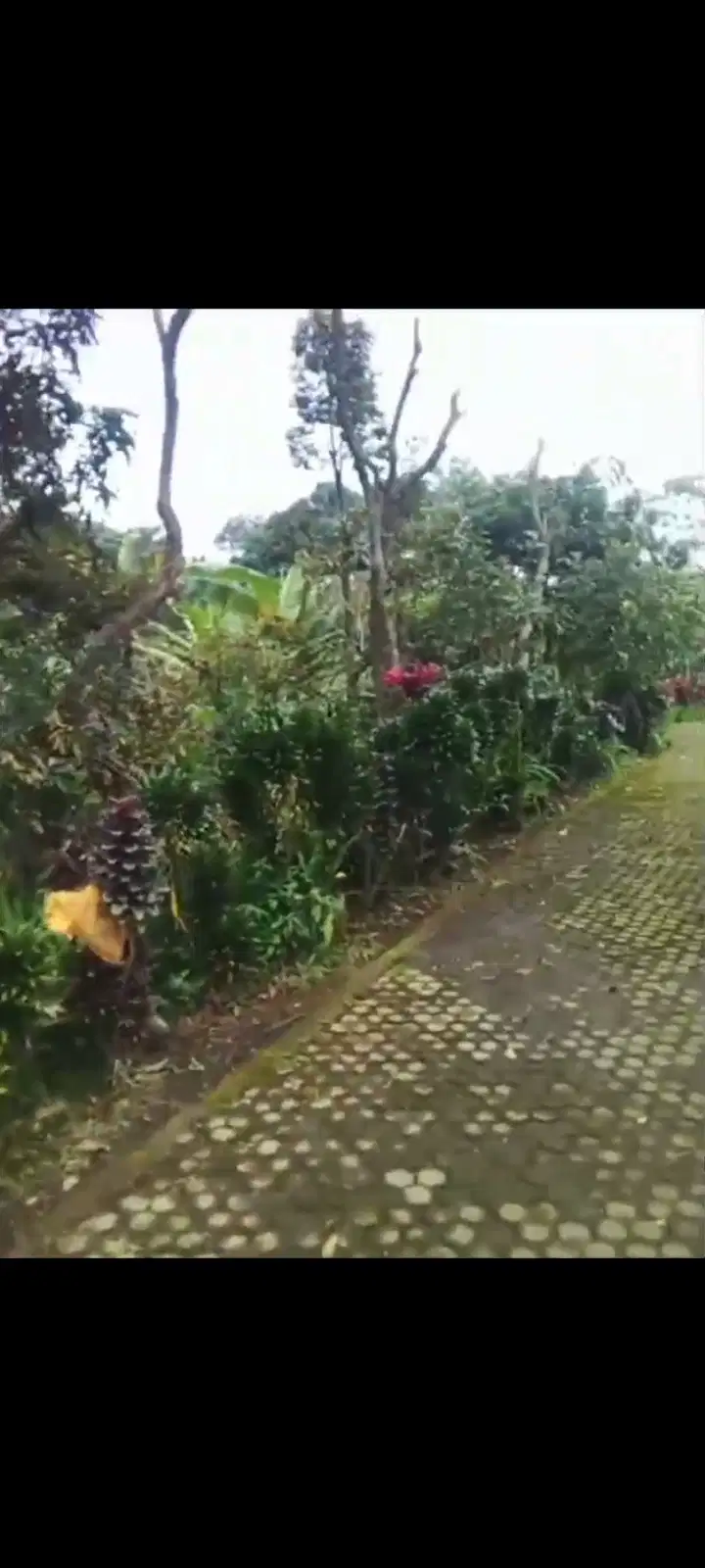 Lahan durian aktif luas 1 HA harga 3 Milyar di Gerbo, Pasuruan
