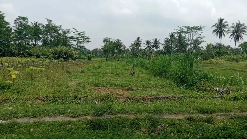 turun harga jual tanah luas 597m2 dibarat jl palagan km 15 view sawah