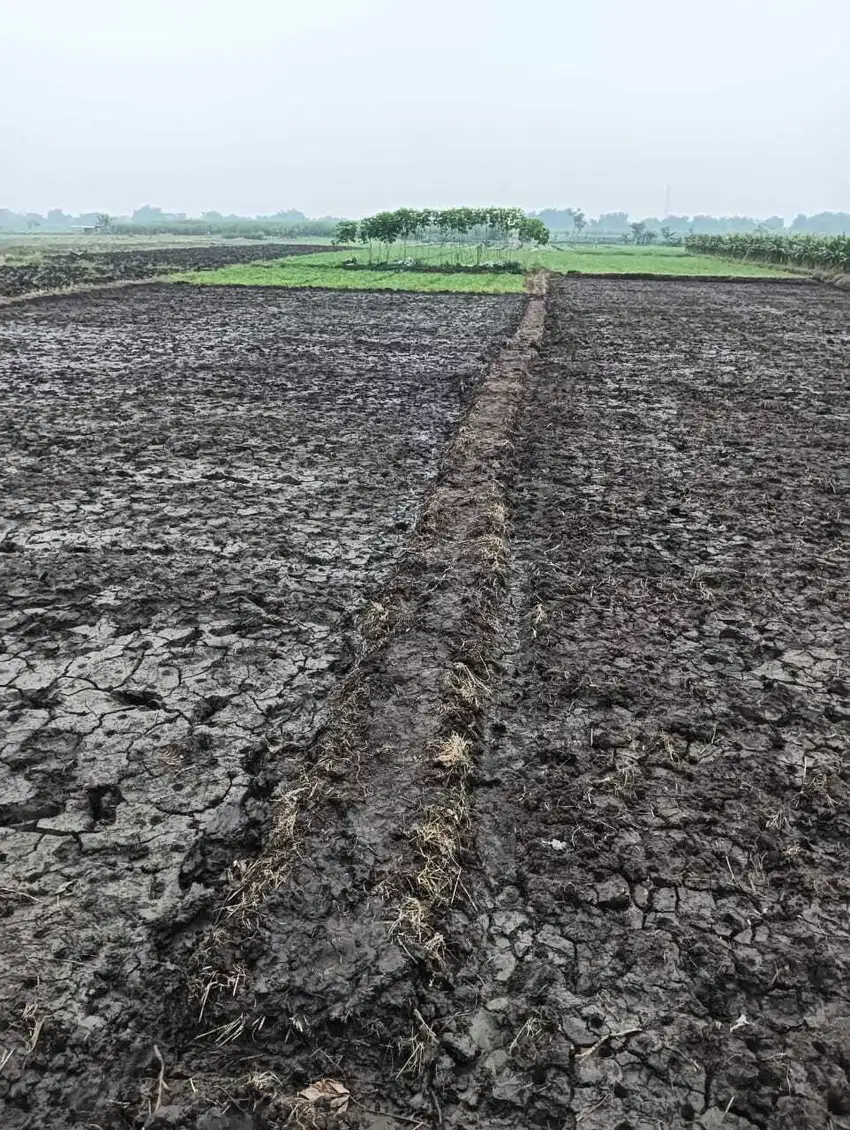 Jual Tanah sawah di begendul sidowarek kec plemahan ahmad sekoto