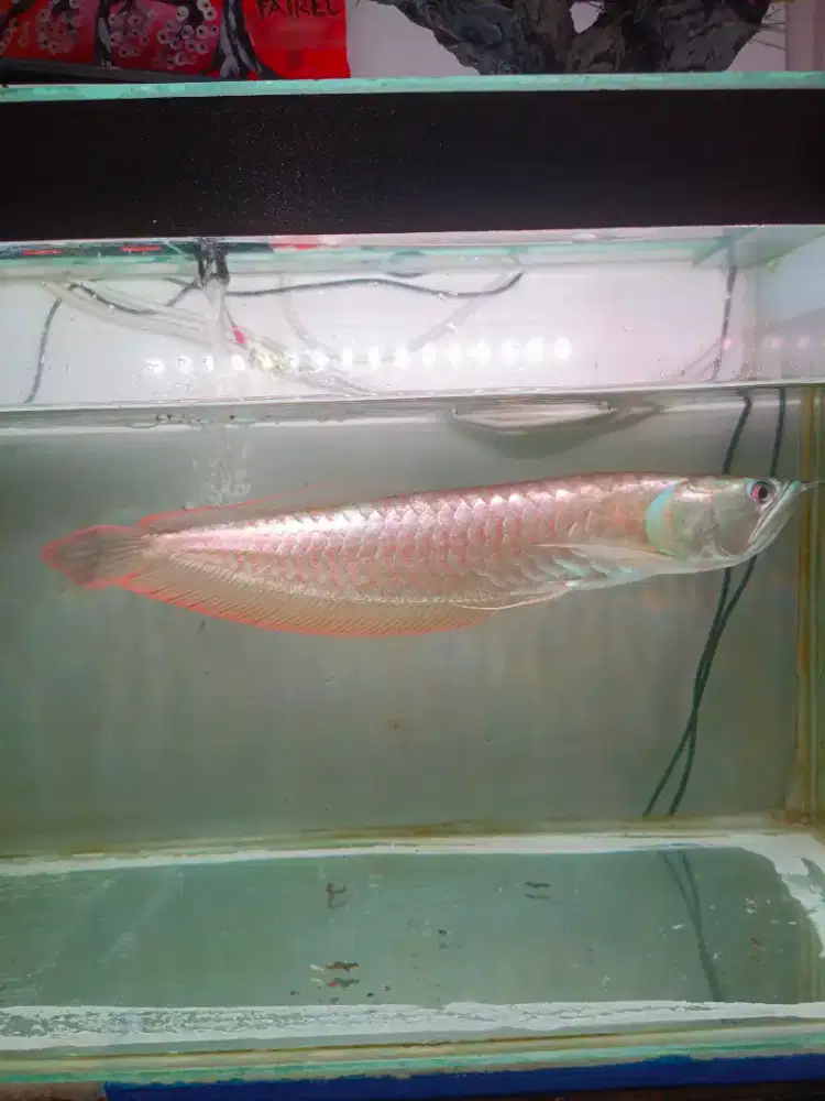 Jual Ikan Arwana Silver Red