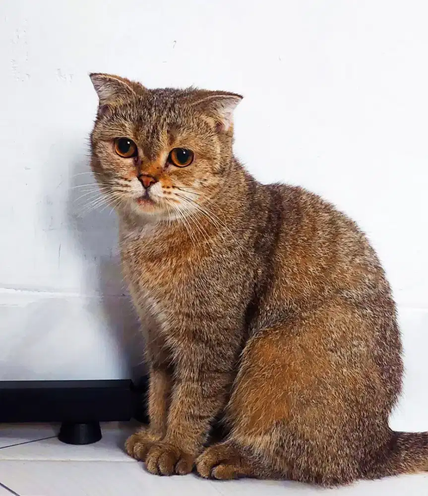 Jual cepat bu bsh scottich fold hmil