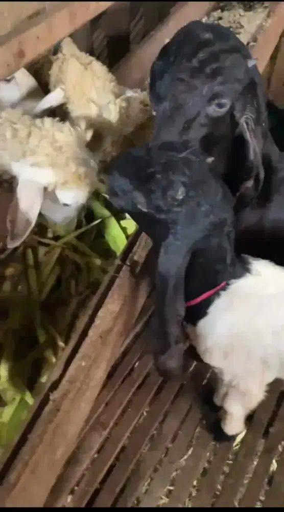 Kambing PE Betina Umur 7 Bulanan
