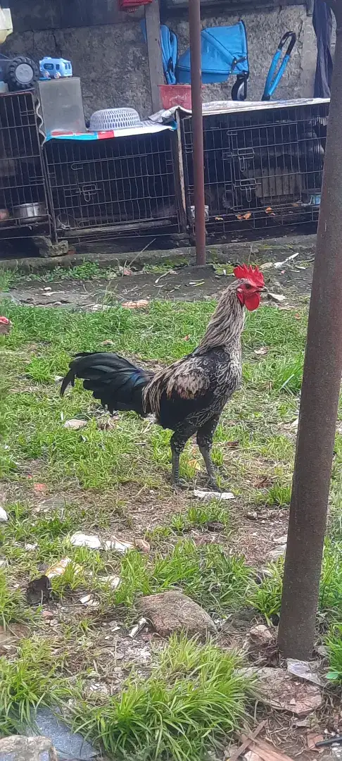 Ayam Jago Jari 10
