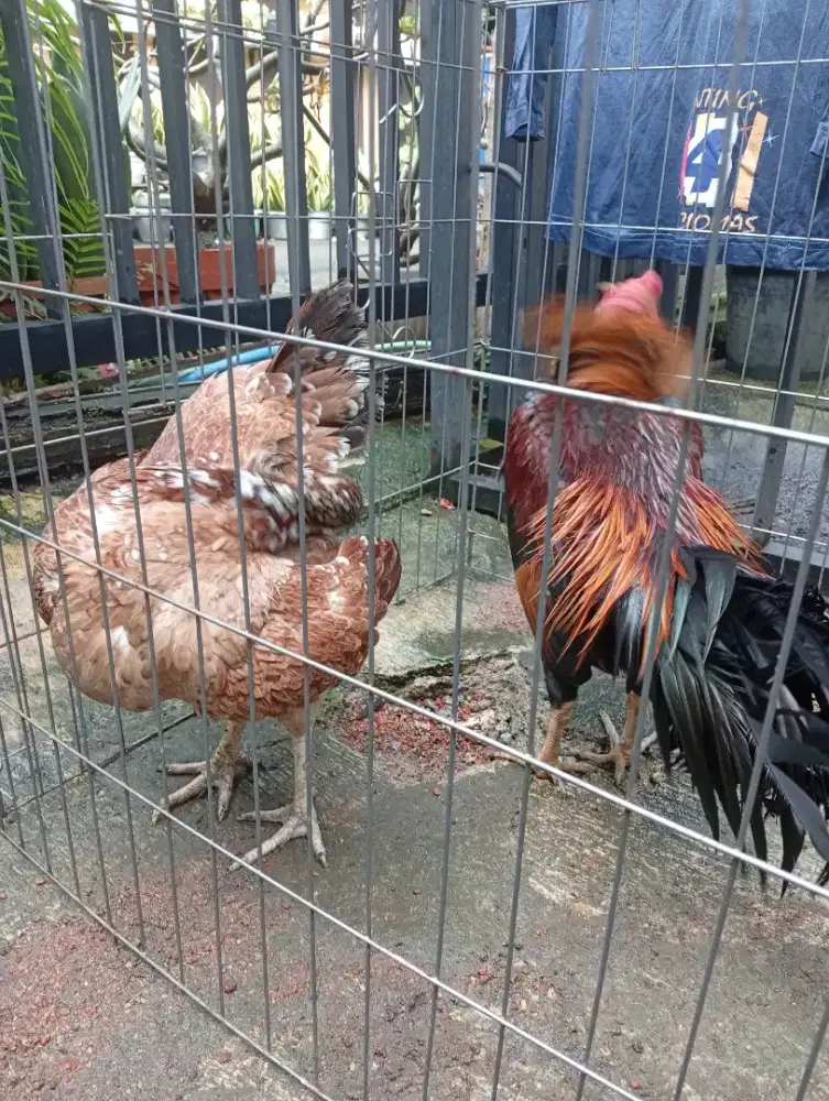 Ayam unggulan jadi jagoan