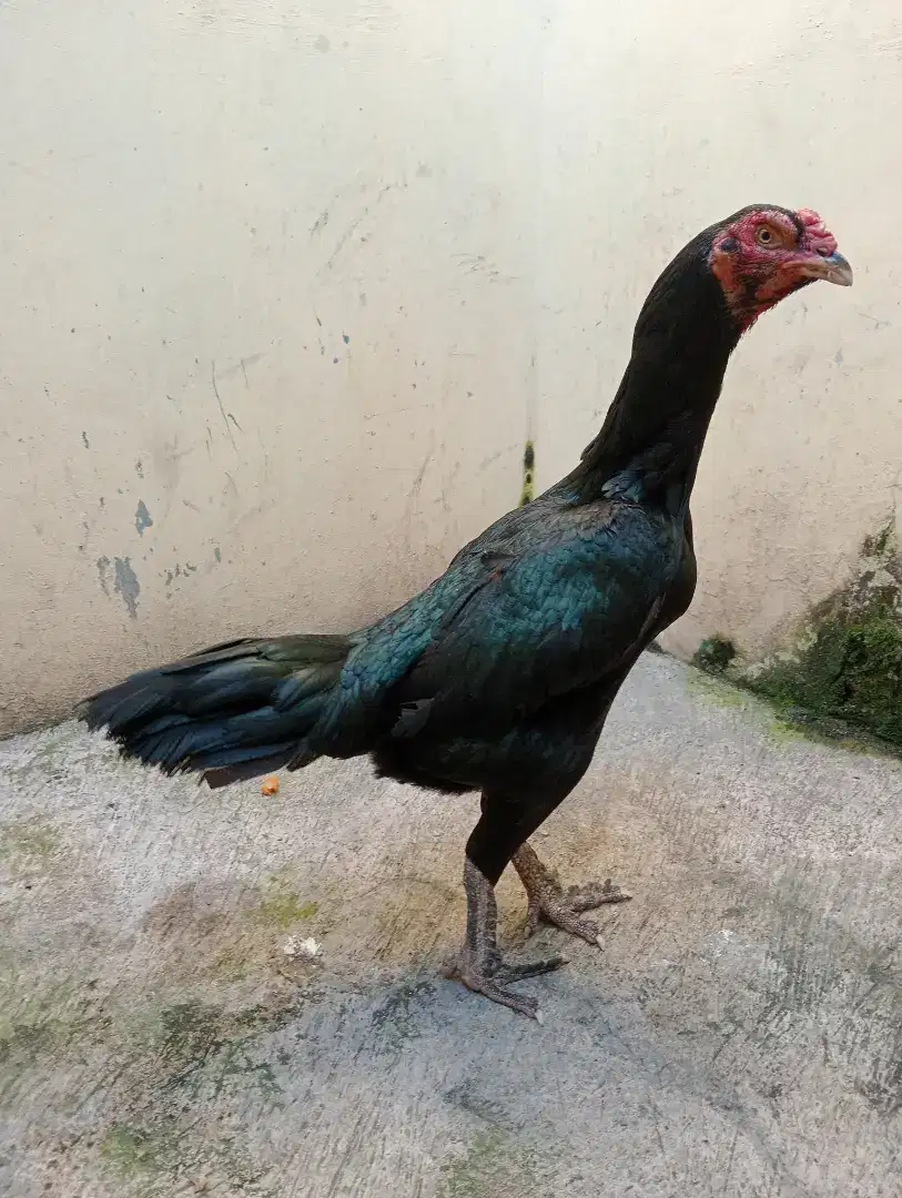 Ayam betina big size sisik buaya