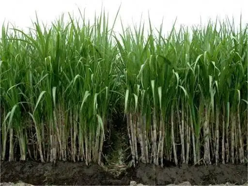 Dijual Tanah Kebun Tebu