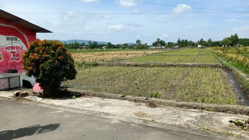 Bu dijual sawah produktif 2630m ld 15m di gantiwarno