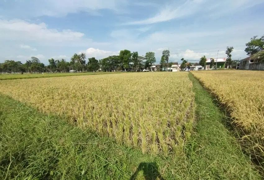 Dijual tanah pinggir jalan provinsi rambipuji - balung