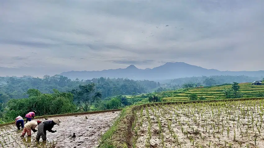 Tanah Sawah Produktif Pemandangan Bagus Dekat ke Gerbang Tol Darangdan