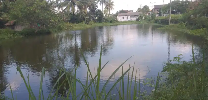 Dijual Balong Strategis Pinggir Jalan Cocok untuk Usaha Tambak / ternk