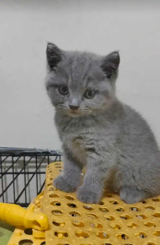 British Shorthair