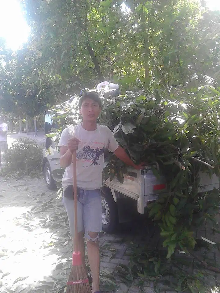 potong pohon trima beres gak ribet super cepat pakai mesin