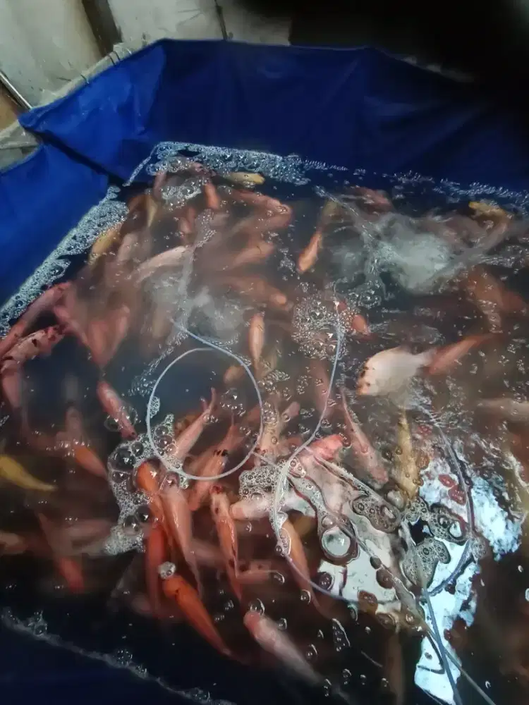 NILA MERAH/ HITAM KONSUMSI MASIH SEGAR/ HIDUP