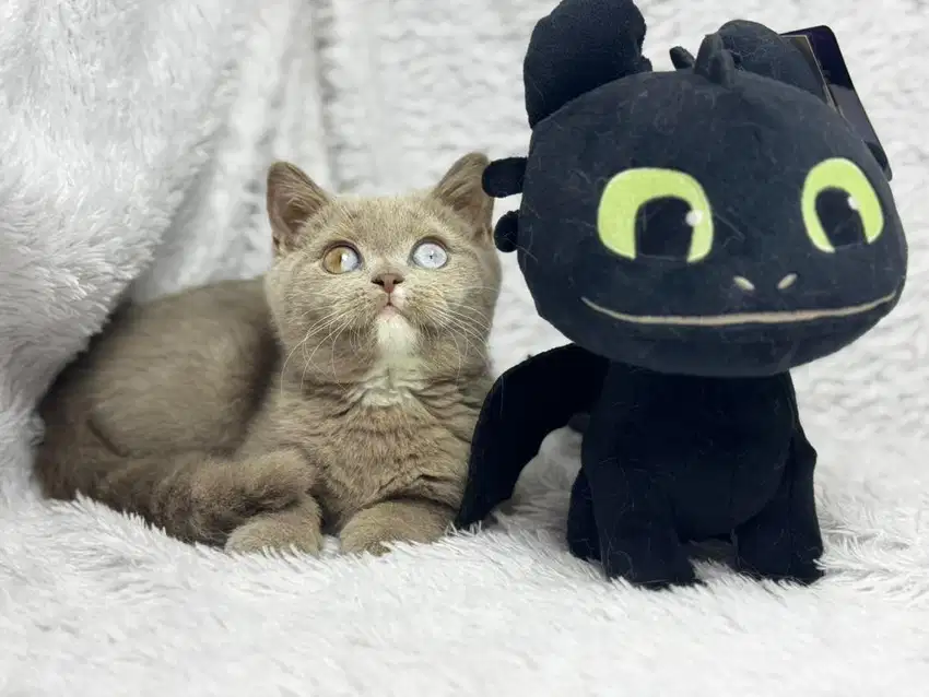 Kucing BSH Lilac Blue Eyes Ped WCF