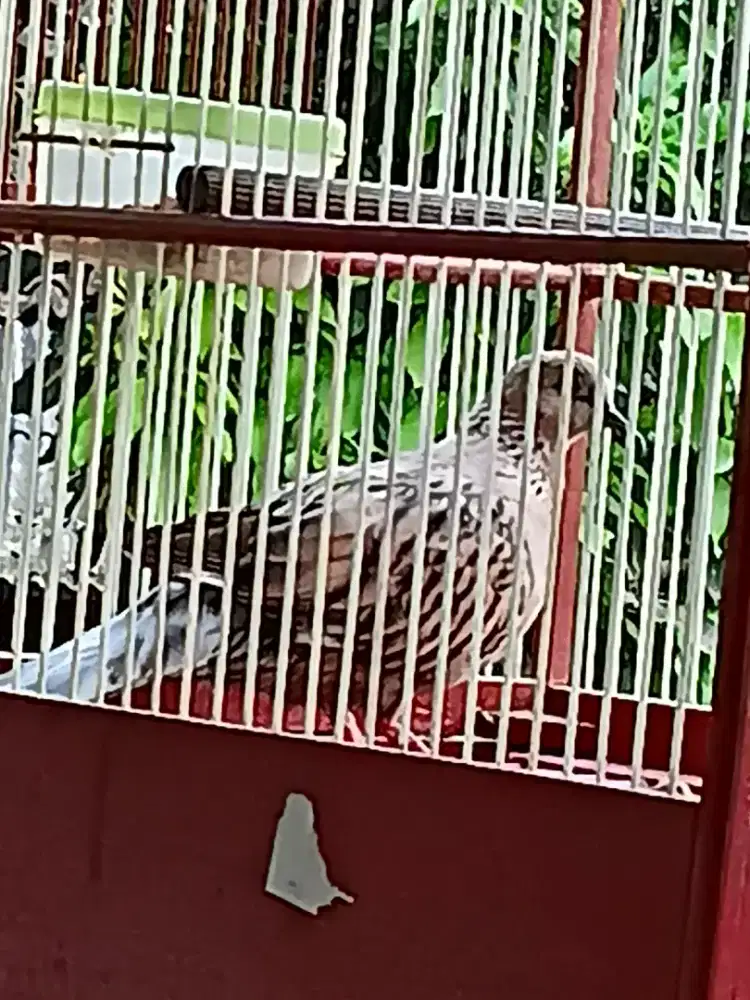 derkuku leopard gacorrdorr postur gagah.