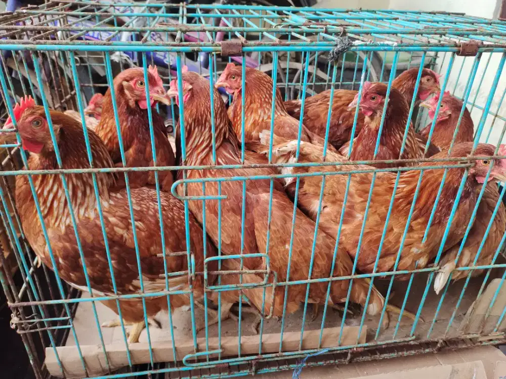 Ayam petelur siap telur