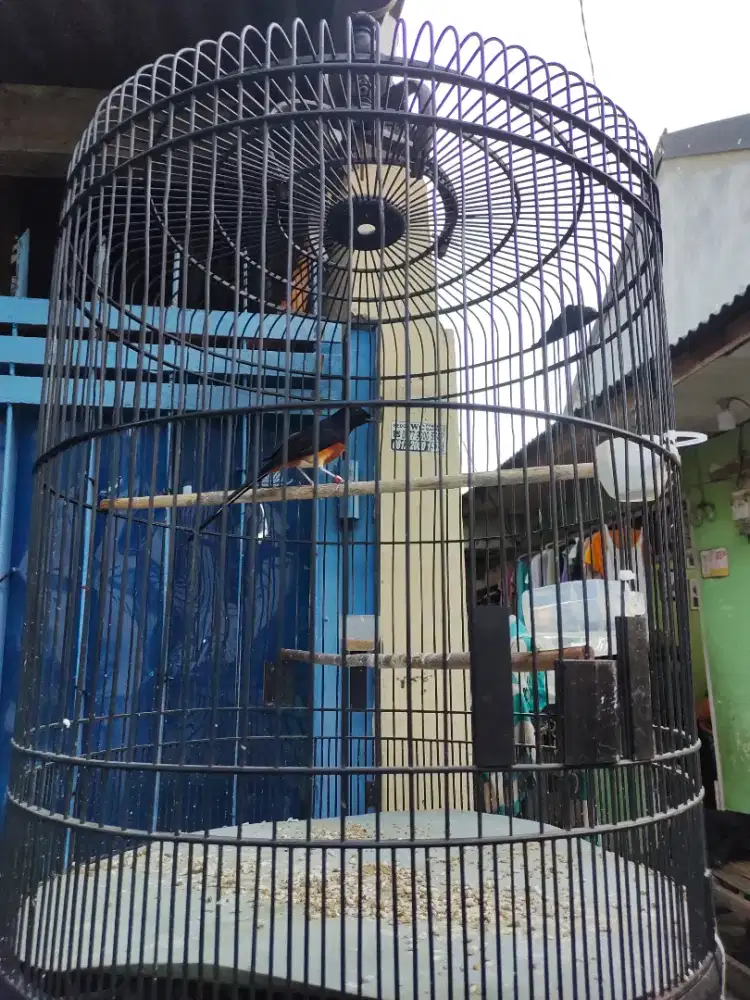 Murai Medan fullset suara plong