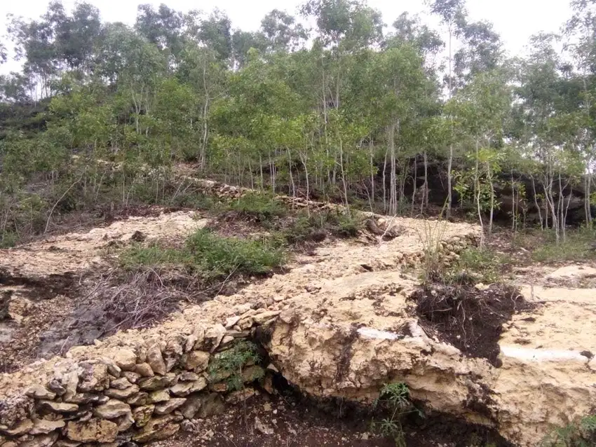 Dijual Tanah Murah Cocok Untuk Investasi Atau Agrowisata Di Pacitan
