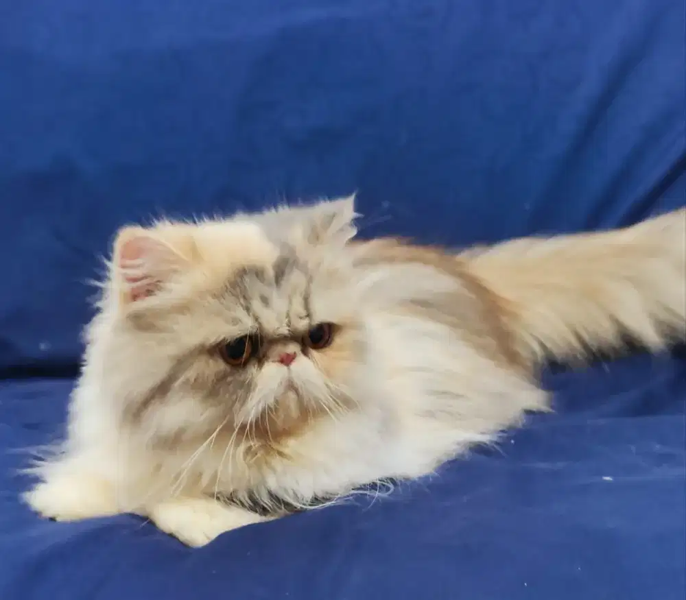 Peaknose super betina